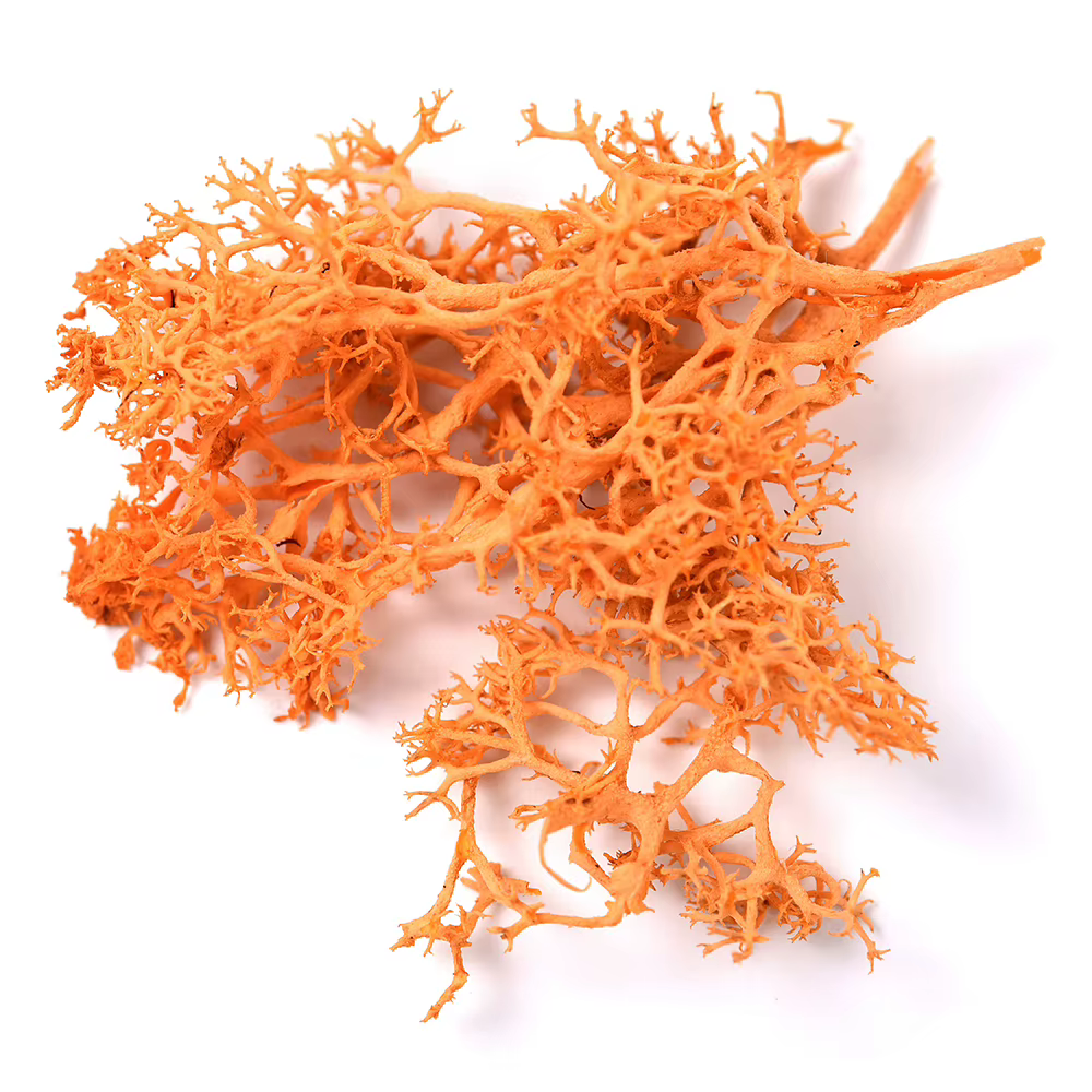 Rolabling-Autocollants 3D colorés pour Nail Art, plantes naturelles, fleurs séchées, accessoires de