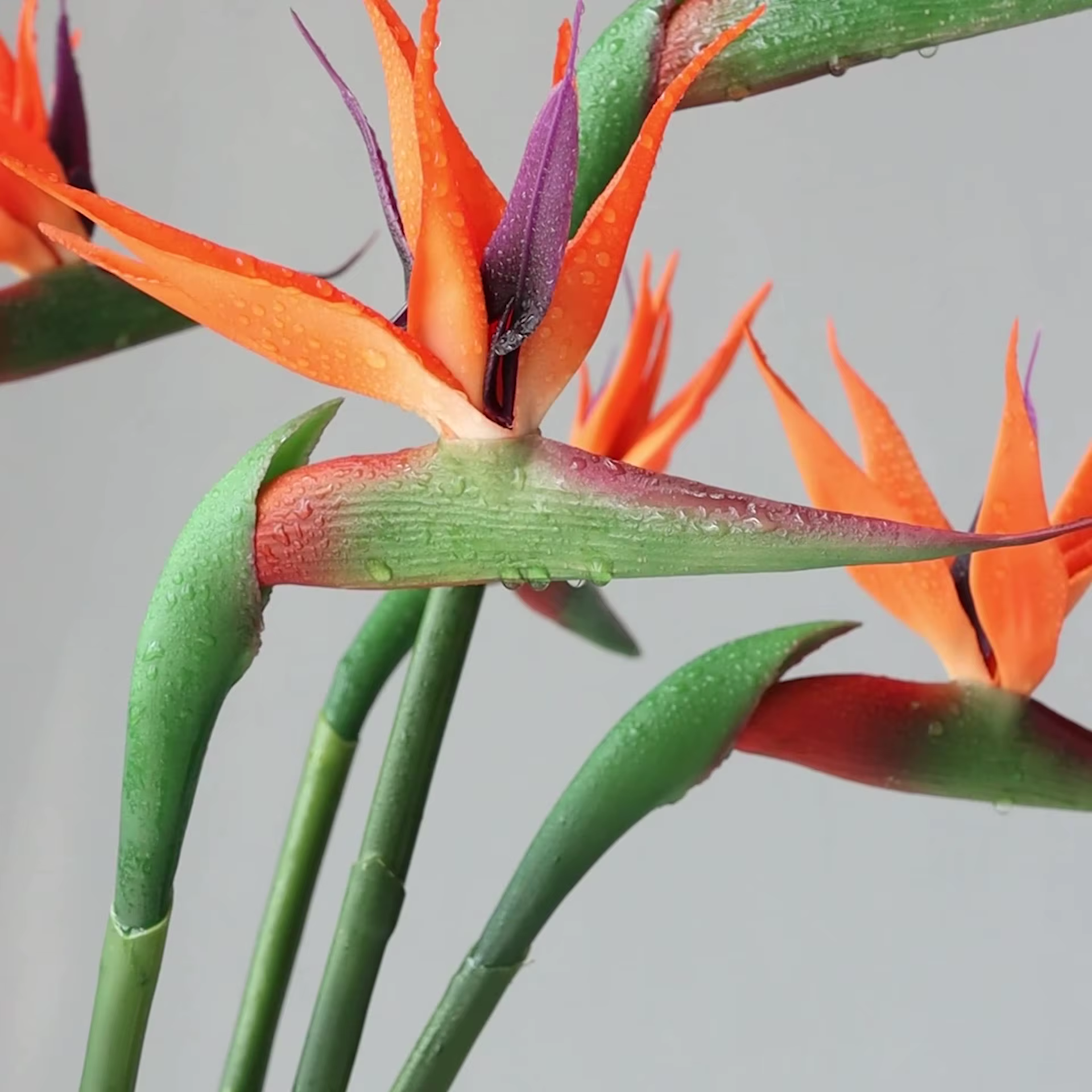 Oiseau du paradis en plastique souple de 82cm, 1 pièce, fleurs artificielles pouvant être pliées et placées à la maison, décoration de photographie de mariage