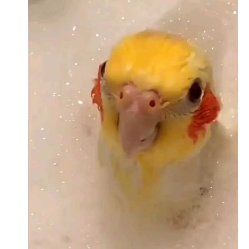 Shampoing douche pour oiseaux, calopsitte, cacatoès, perroquets, Gel douche, élimine les odeurs de poussière de plumes, plumes lumineuses, empêche les mordre les plumes