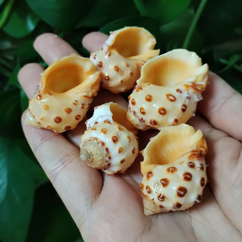 Coquilles thaïlandaises Bronni jaunes, 5 pièces, escargot naturel, Aquarium, décoration de paysage, spécimen, artisanat de bricolage pour décor nautique
