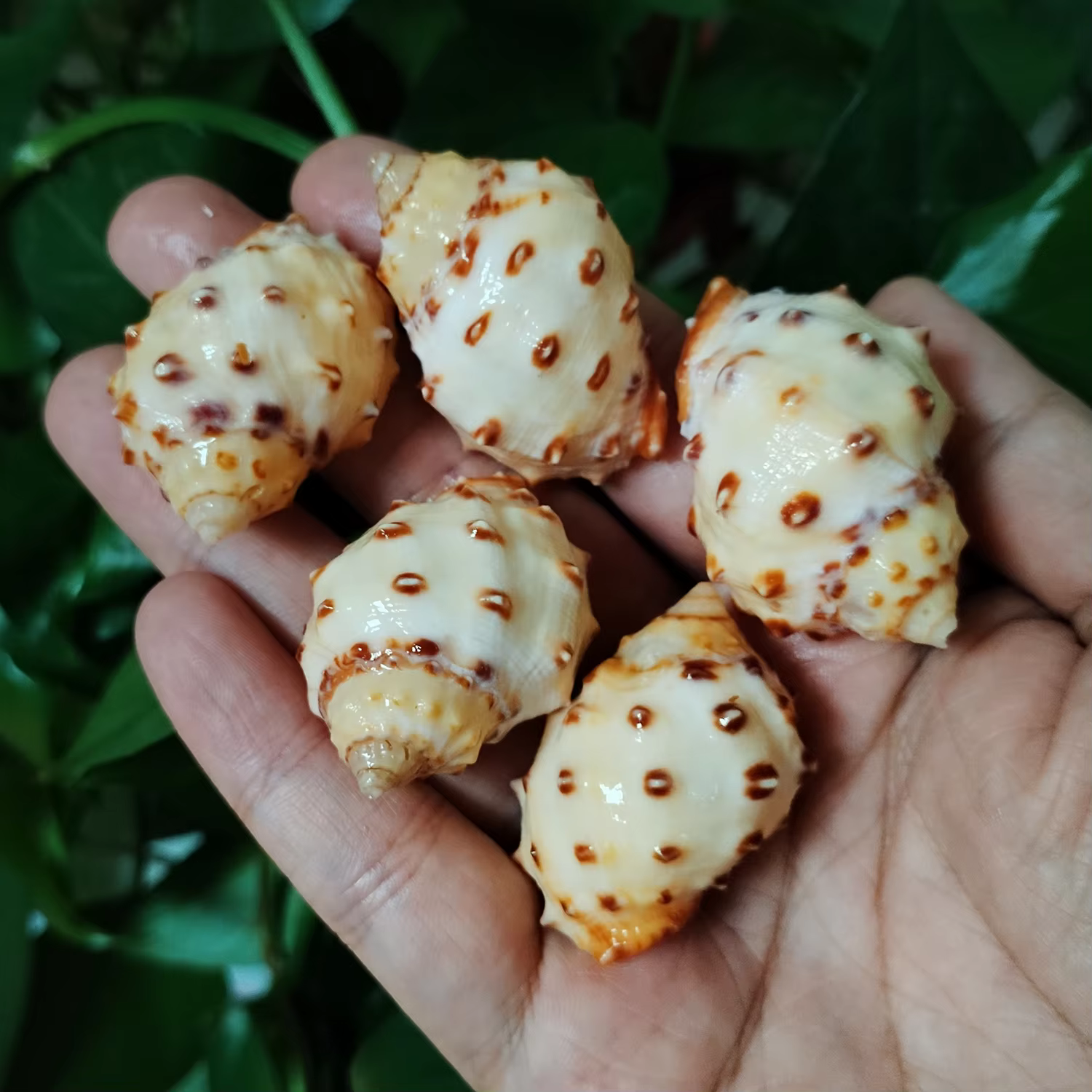Coquilles thaïlandaises Bronni jaunes, 5 pièces, escargot naturel, Aquarium, décoration de paysage, spécimen, artisanat de bricolage pour décor nautique
